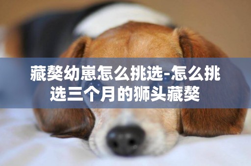 藏獒幼崽怎么挑選-怎么挑選三個月的獅頭藏獒