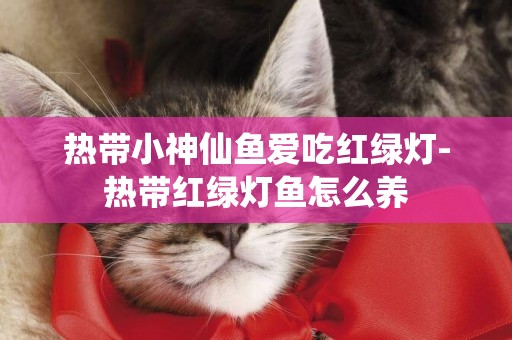 熱帶小神仙魚愛吃紅綠燈-熱帶紅綠燈魚怎么養