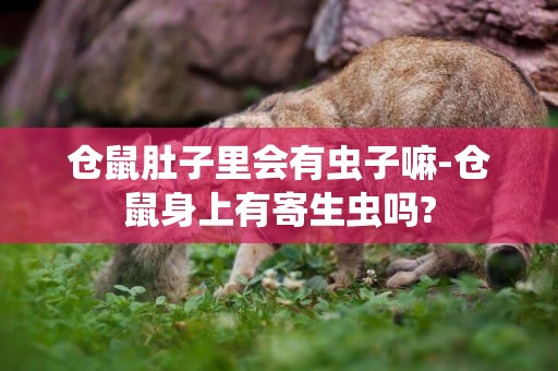 倉鼠肚子里會有蟲子嘛-倉鼠身上有寄生蟲嗎?