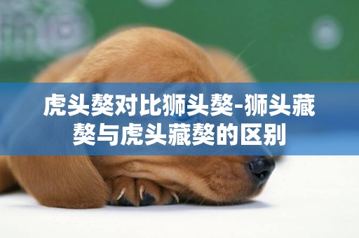 虎頭獒對比獅頭獒-獅頭藏獒與虎頭藏獒的區別