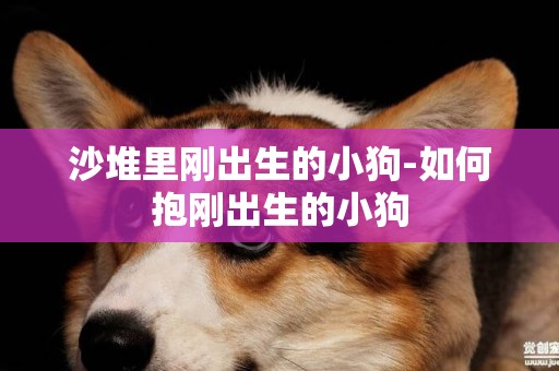 沙堆里剛出生的小狗-如何抱剛出生的小狗