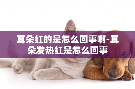 耳朵紅的是怎么回事啊-耳朵發熱紅是怎么回事