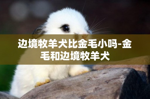 邊境牧羊犬比金毛小嗎-金毛和邊境牧羊犬