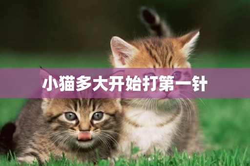小貓多大開始打第一針