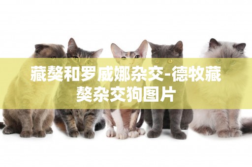 藏獒和羅威娜雜交-德牧藏獒雜交狗圖片