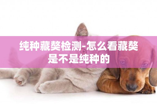 純種藏獒檢測-怎么看藏獒是不是純種的