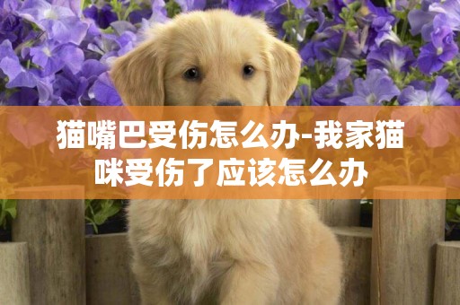貓嘴巴受傷怎么辦-我家貓咪受傷了應該怎么辦