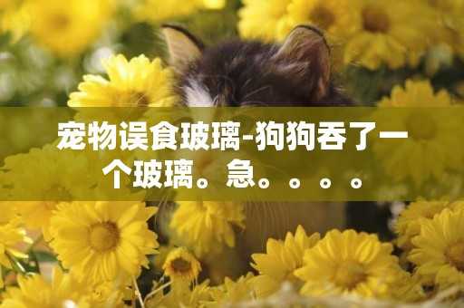 寵物誤食玻璃-狗狗吞了一個玻璃。急。。。。