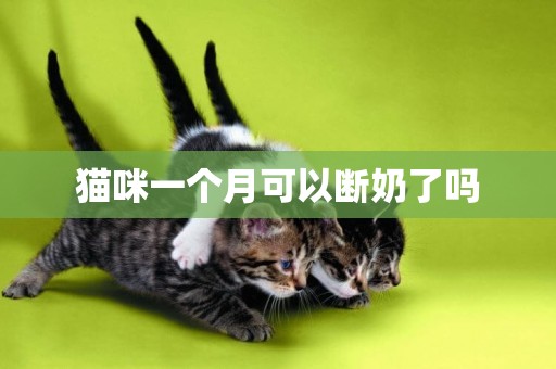 貓咪一個月可以斷奶了嗎