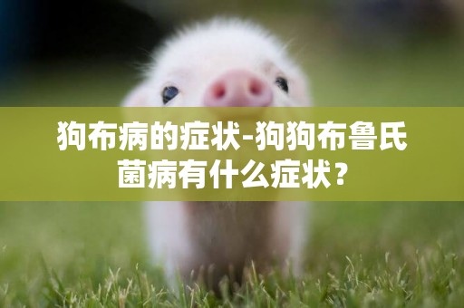 狗布病的癥狀-狗狗布魯氏菌病有什么癥狀？
