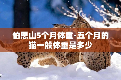 伯恩山5個月體重-五個月的貓一般體重是多少