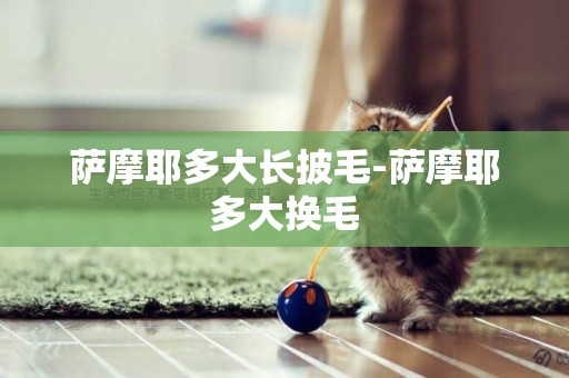 薩摩耶多大長披毛-薩摩耶多大換毛
