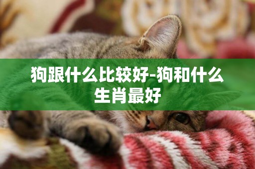 狗跟什么比較好-狗和什么生肖最好