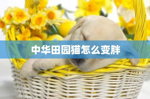 中華田園貓怎么變胖