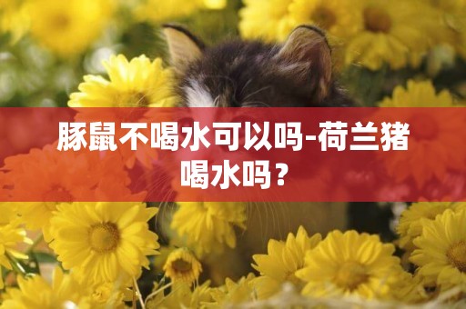豚鼠不喝水可以嗎-荷蘭豬喝水嗎？