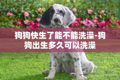 狗狗快生了能不能洗澡-狗狗出生多久可以洗澡