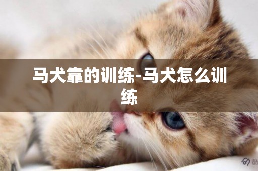 馬犬靠的訓練-馬犬怎么訓練