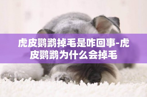 虎皮鸚鵡掉毛是咋回事-虎皮鸚鵡為什么會掉毛