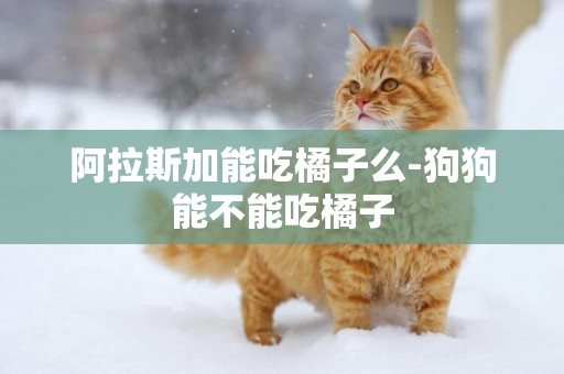 阿拉斯加能吃橘子么-狗狗能不能吃橘子