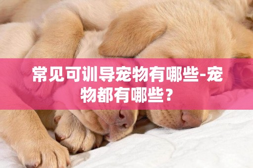 常見可訓導寵物有哪些-寵物都有哪些？
