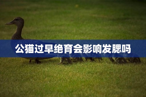 公貓過早絕育會影響發腮嗎