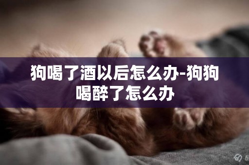狗喝了酒以后怎么辦-狗狗喝醉了怎么辦
