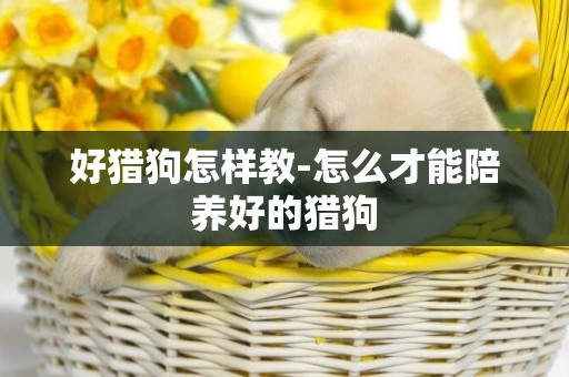 好獵狗怎樣教-怎么才能陪養好的獵狗
