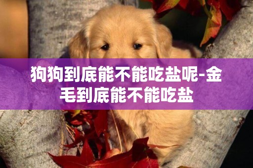 狗狗到底能不能吃鹽呢-金毛到底能不能吃鹽