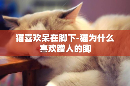 貓喜歡呆在腳下-貓為什么喜歡蹭人的腳
