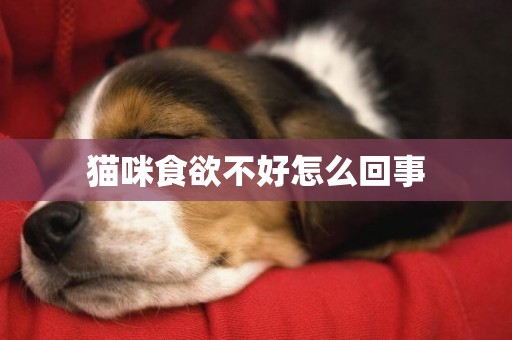 貓咪食欲不好怎么回事