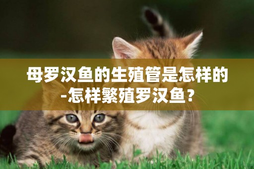 母羅漢魚的生殖管是怎樣的-怎樣繁殖羅漢魚？