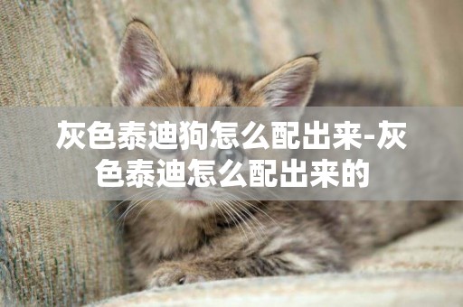 灰色泰迪狗怎么配出來-灰色泰迪怎么配出來的