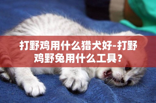 打野雞用什么獵犬好-打野雞野兔用什么工具？