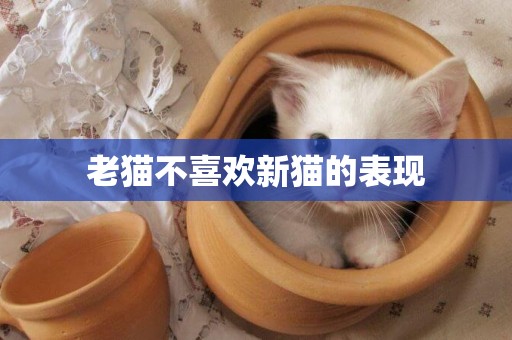 老貓不喜歡新貓的表現