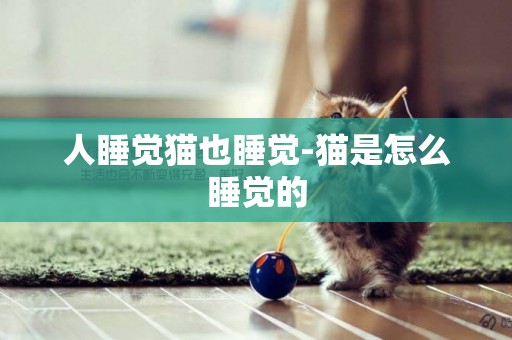 人睡覺貓也睡覺-貓是怎么睡覺的