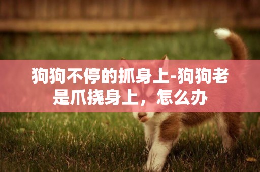 狗狗不停的抓身上-狗狗老是爪撓身上，怎么辦
