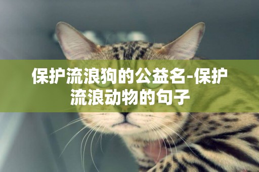 保護流浪狗的公益名-保護流浪動物的句子