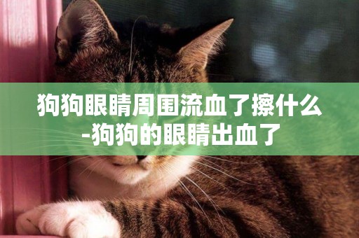 狗狗眼睛周圍流血了擦什么-狗狗的眼睛出血了