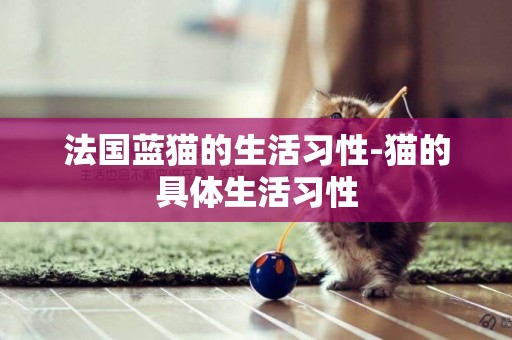 法國藍貓的生活習性-貓的具體生活習性