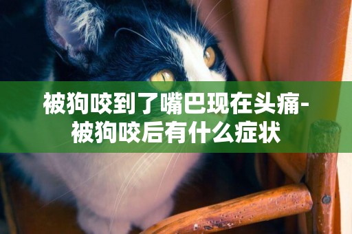 被狗咬到了嘴巴現在頭痛-被狗咬后有什么癥狀