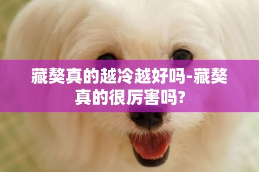 藏獒真的越冷越好嗎-藏獒真的很厲害嗎?