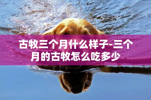 古牧三個月什么樣子-三個月的古牧怎么吃多少