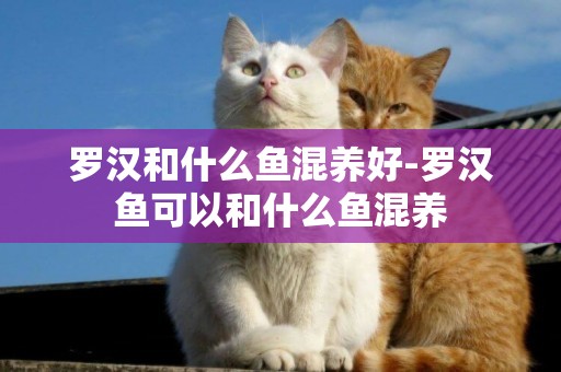 羅漢和什么魚混養好-羅漢魚可以和什么魚混養