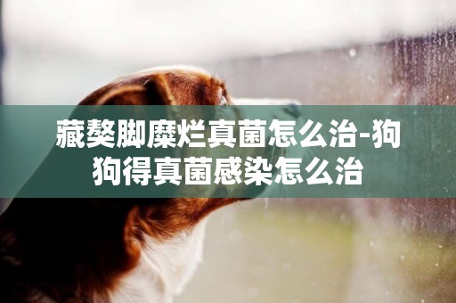 藏獒腳糜爛真菌怎么治-狗狗得真菌感染怎么治