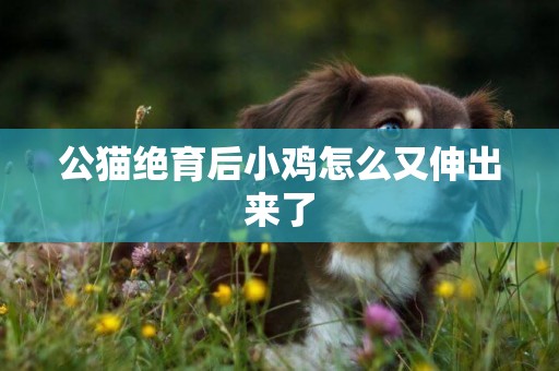 公貓絕育后小雞怎么又伸出來了
