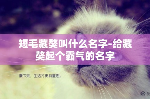 短毛藏獒叫什么名字-給藏獒起個霸氣的名字