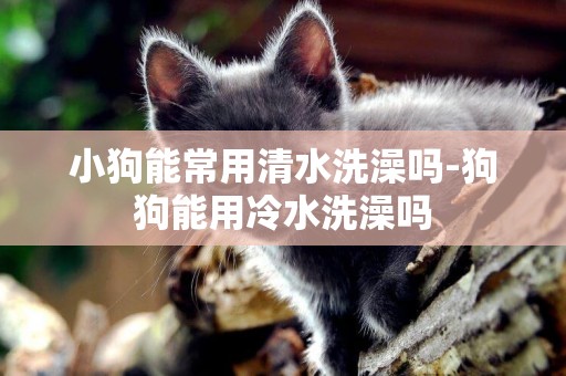 小狗能常用清水洗澡嗎-狗狗能用冷水洗澡嗎