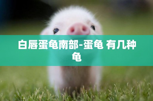 白唇蛋龜南部-蛋龜 有幾種龜