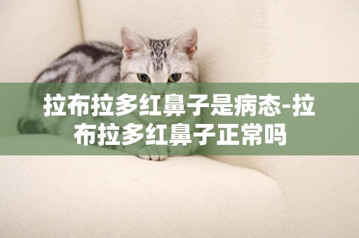 拉布拉多紅鼻子是病態-拉布拉多紅鼻子正常嗎
