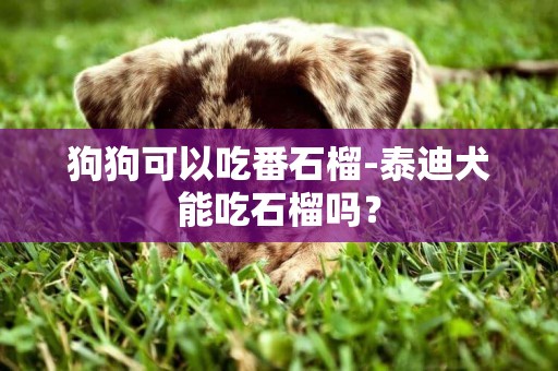 狗狗可以吃番石榴-泰迪犬能吃石榴嗎？